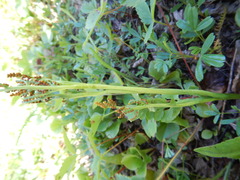 Botrychium matricariifolium