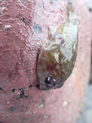 Diplocrepis puniceus