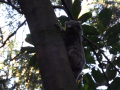 Callithrix jacchus × penicillata