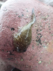 Diplocrepis puniceus