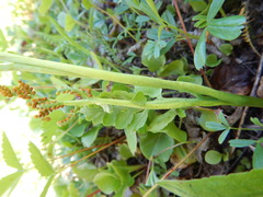 Botrychium matricariifolium