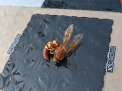 Sphecius