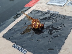 Sphecius