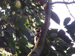 Callithrix jacchus × penicillata