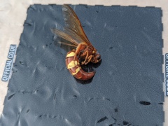 Sphecius