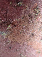 Diplocrepis puniceus