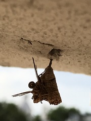 Mischocyttarus mexicanus