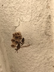 Mischocyttarus mexicanus