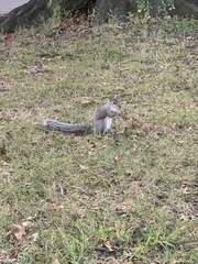 Sciurus carolinensis
