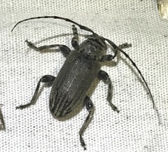 Glaucotes yuccivorus