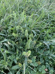 Lepidium