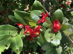 Ochna thomasiana