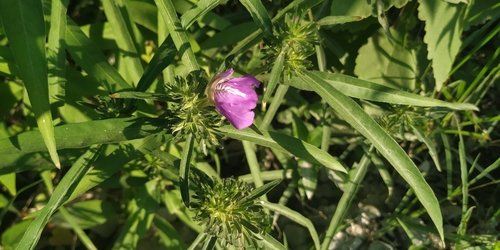 Image of Justicia runyonii by (c) Tereso Hernández Morales, some rights reserved (CC BY)