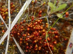 Bryum coronatum