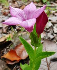 Spigelia scabrella