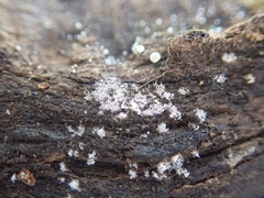 Costantinella