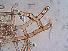 Costantinella