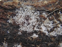 Costantinella