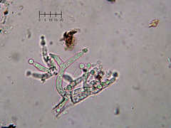 Costantinella