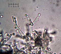 Costantinella