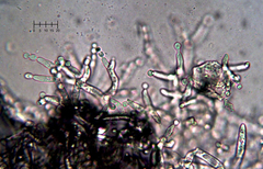Costantinella