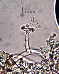 Costantinella