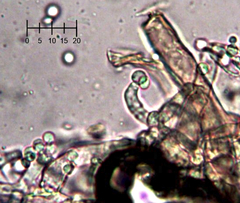 Costantinella