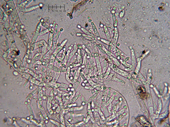 Costantinella