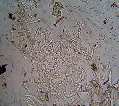 Costantinella