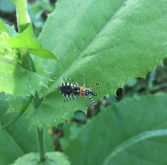 Pselliopus zebra