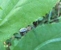 Pselliopus zebra
