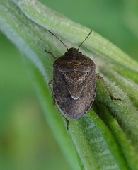Hymenarcys nervosa