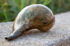 Testudinalia testudinalis