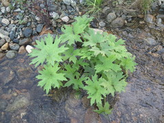 Petasites tatewakianus