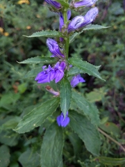 Lobelia siphilitica