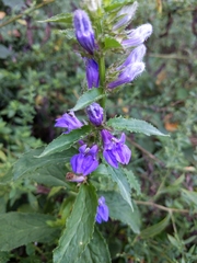 Lobelia siphilitica