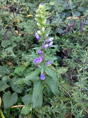 Lobelia siphilitica