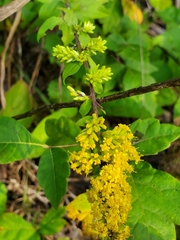Solidago sphacelata