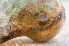 Testudinalia testudinalis