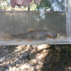 Pantosteus discobolus