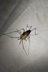 Odiellus troguloides