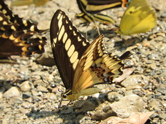 Papilio ornythion ornythion