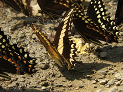 Papilio ornythion ornythion