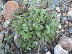 Cardamine macrophylla