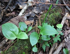 Malaxis spicata