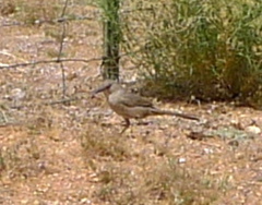 Toxostoma bendirei