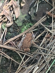 Anaxyrus terrestris
