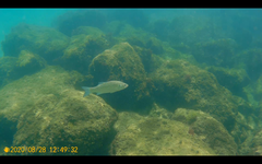 Dicentrarchus punctatus