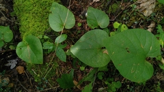 Aristolochia macrophylla