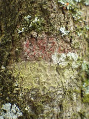 Arthonia cinnabarina